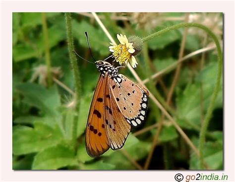 go2india.in : Tawny coaster Butterfly Sigma 150mm macro Canon 30D