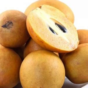 PMA Chalisa Chikoo, Sapota, Sapodilla, Naseberry Seed, Sobeda Hybird ...