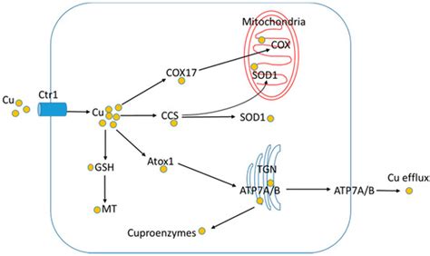 Copper-Fructose Interactions: A Novel Mechanism in the Pathogenesis of ...