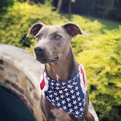 Blue Lacy Dog Breed Information and Characteristics