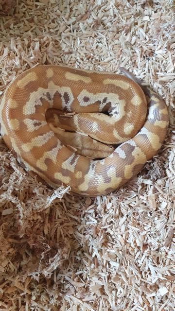 Nachzuchten 2020 Blutpythons in Braunfels-Bonbaden | Tiere | Kleinanzeigen