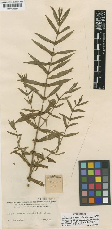 Ammannia coccinea subsp. coccinea | Plants of the World Online | Kew ...