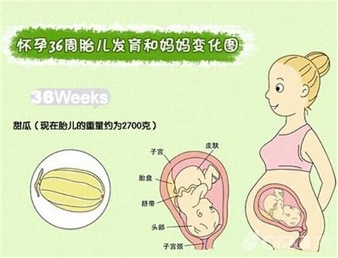 「36周胎兒發育情況」報你知：懷孕36周要注意什麼？ - 每日頭條