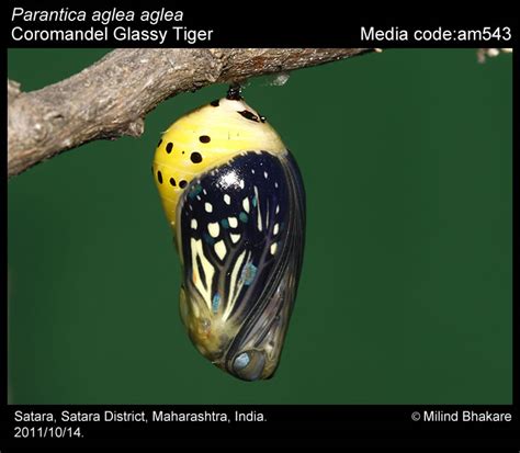 Parantica aglea | Butterfly