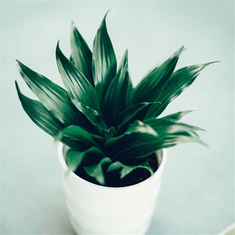 Dracaena Compacta Plant Care & Grow Guide