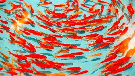 Wallpaper fish, red, water, swim hd, picture, image