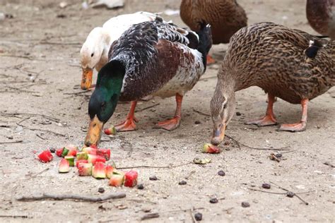19 Things to Feed Your Mallard Ducks