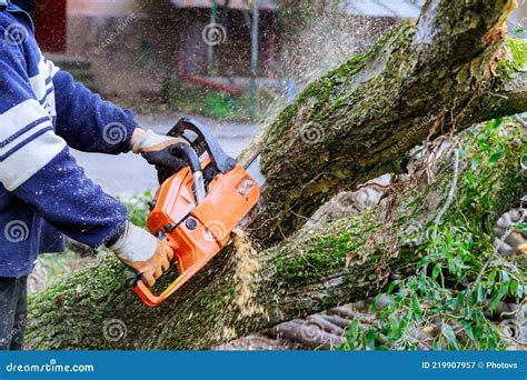 Image result for Chainsaw Tree Fall