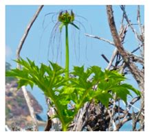 Born to Eat Wild: An Integrated Conservation Approach to Secure Wild ...