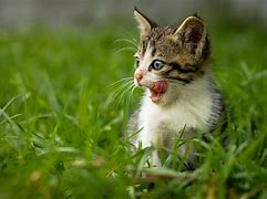 Image result for Quite Animal Baby Wallpaper