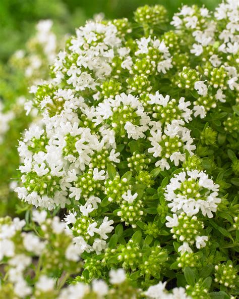 Thymus praecox 'Albiflorus' (white creeping thyme) — Buy online at ...