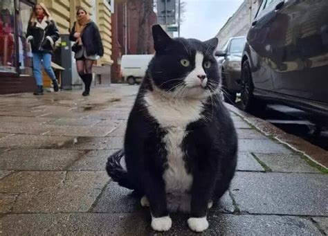 Meet Gacek the cat, who’s a five-star rated tourist attraction in ...