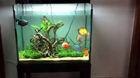 Image result for Setting Up a Discus Tank