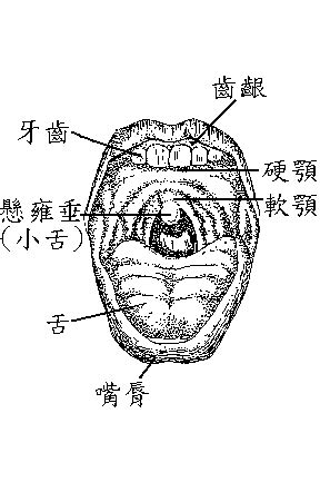 安成中醫: 中醫看舌頭到底在看什麼？(三)舌體(上)─舌色