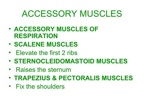 Respiratory system slide show | PPT