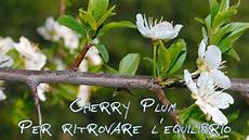 fiori di bach cherry plum cherry plum fiori di bach ed eft per ritrovare l fiori di bach cherry plum cherry plum fiori di bach ed eft per ritrovare l