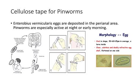 Parasitology PPT.pptx