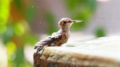 Preview of Hummingbirds of Hollywood | Nature
