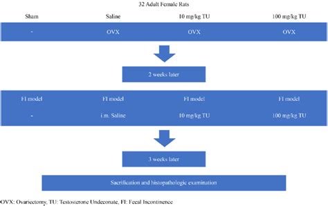 Experiment Flow Chart 的图像结果
