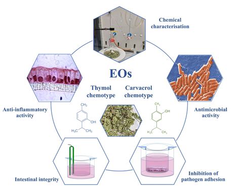 Chemical Composition and Biological Activities of Essential Oils from ...