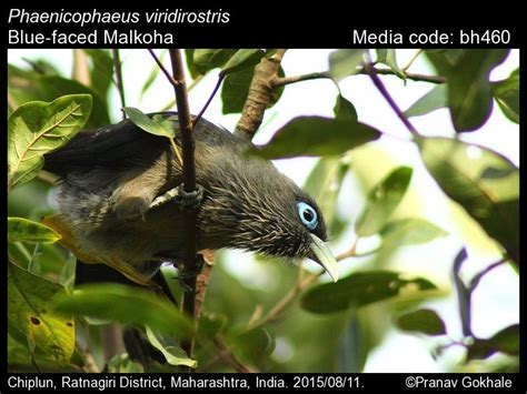 Phaenicophaeus viridirostris (Jerdon, 1840) - Blue-faced Malkoha | Birds