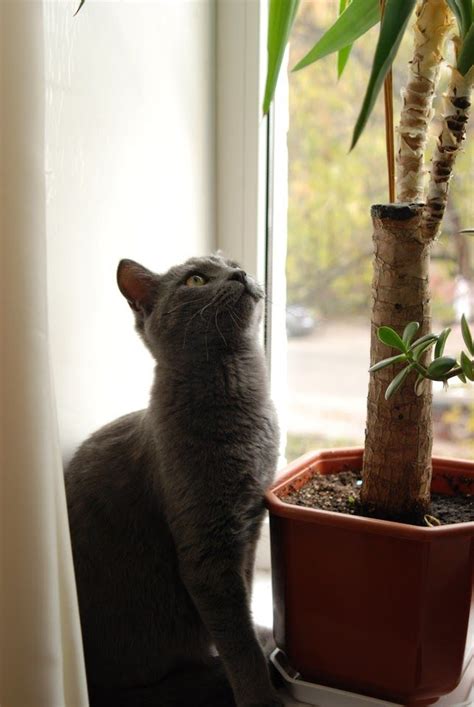 Image result for Free Raw Files