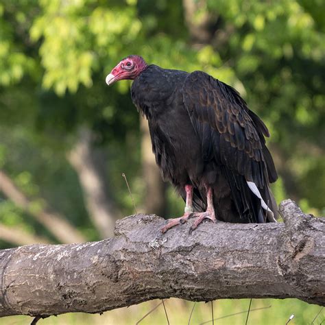Turkey Vulture - Potawatomi Zoo
