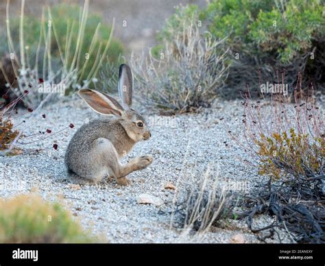 Tourist in black desert hi-res stock photography and images - Alamy