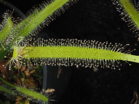 Drosera capensis L. | Plants of the World Online | Kew Science