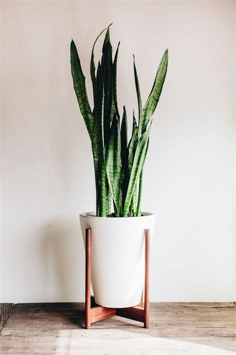 ADDING GREEN TO YOUR HOME - TAKE AIM BLOG | Plant decor, Indoor plant ...