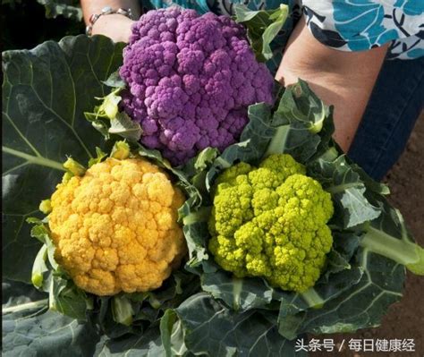 彩色花椰菜价格多少钱一斤 - 致富热