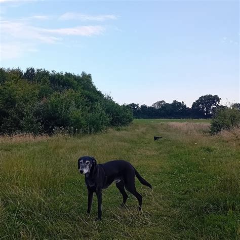 National Trust - Ashridge Estate (ACTUALIZADO 2026) - Qué SABER antes ...