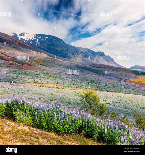 Typical Icelandic landscape with field of blooming lupine flowers in ...