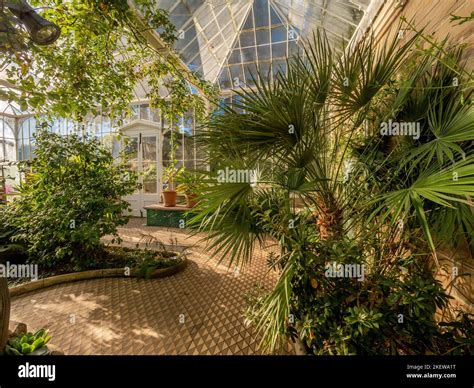 Plants growing in restored Victorian conservatory at Wentworth Castle ...