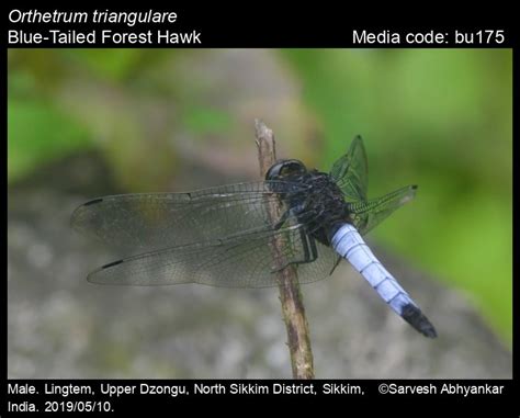 Orthetrum triangulare | Odonata