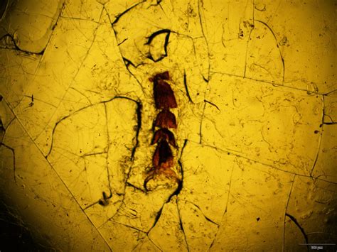 Image result for Microscope Toes