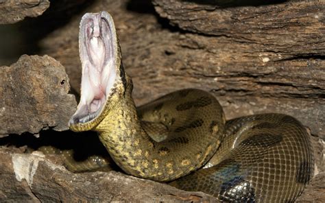 Python Frisst Eine Anakonda 的图像结果