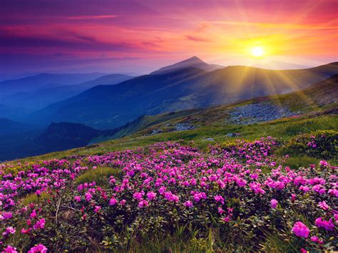 Meadows Wild Purple Flowers Mountains and Sunset HD Landscape Wallpaper ...