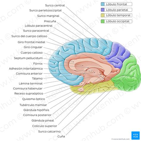 Medial view of the brain (Spanish) – Kenhub Image License Store