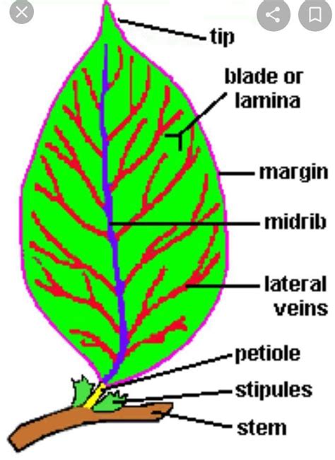 Draw a labelled diagram of the external structure of a leaf. - Brainly.in