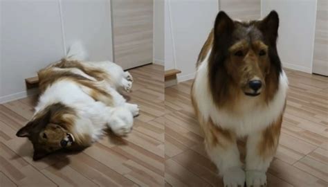 VIRAL: Japanese man becomes a dog by spending Rs 12 lakh, full story ...