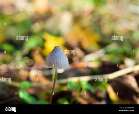 Liberty Cap Mushroom (Psilocybe semilanceata) also known as Magic ...