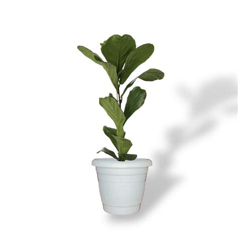 Premium Fiddle Leaf Fig Trees - Indoor Plant Collection