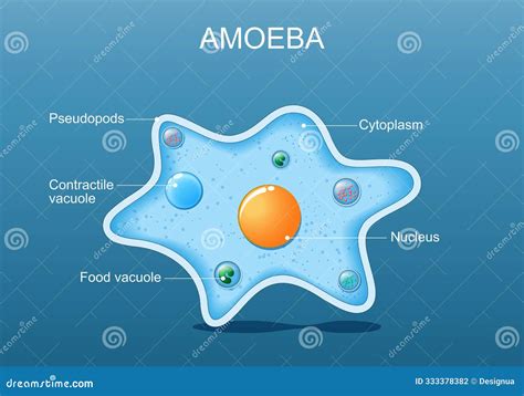 Amoeba anatomy stock vector. Illustration of reproduction - 333378382