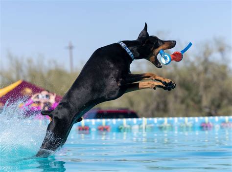 Image result for Dog Diving Platform