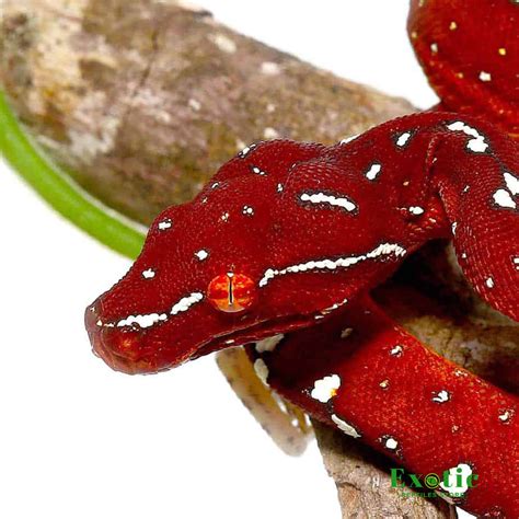 Image result for Baby Green Tree Python