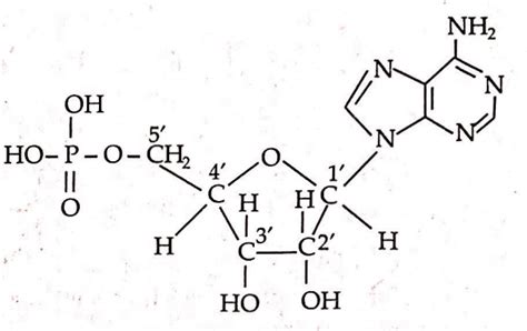 In both DNA and RNA, heterocyclic base and phosphate ester linkages are at