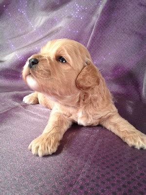 Image result for Buff Cockapoo