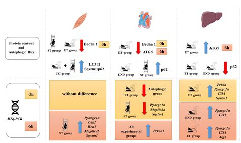 Impact of Different Physical Exercises on the Expression of Autophagy ...
