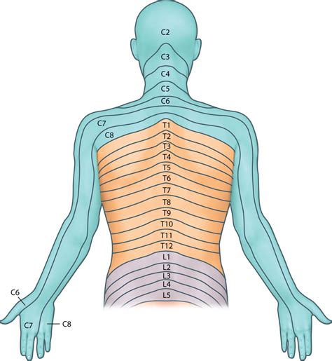 Cervical Dermatomes Arm at Andrew Freeman blog